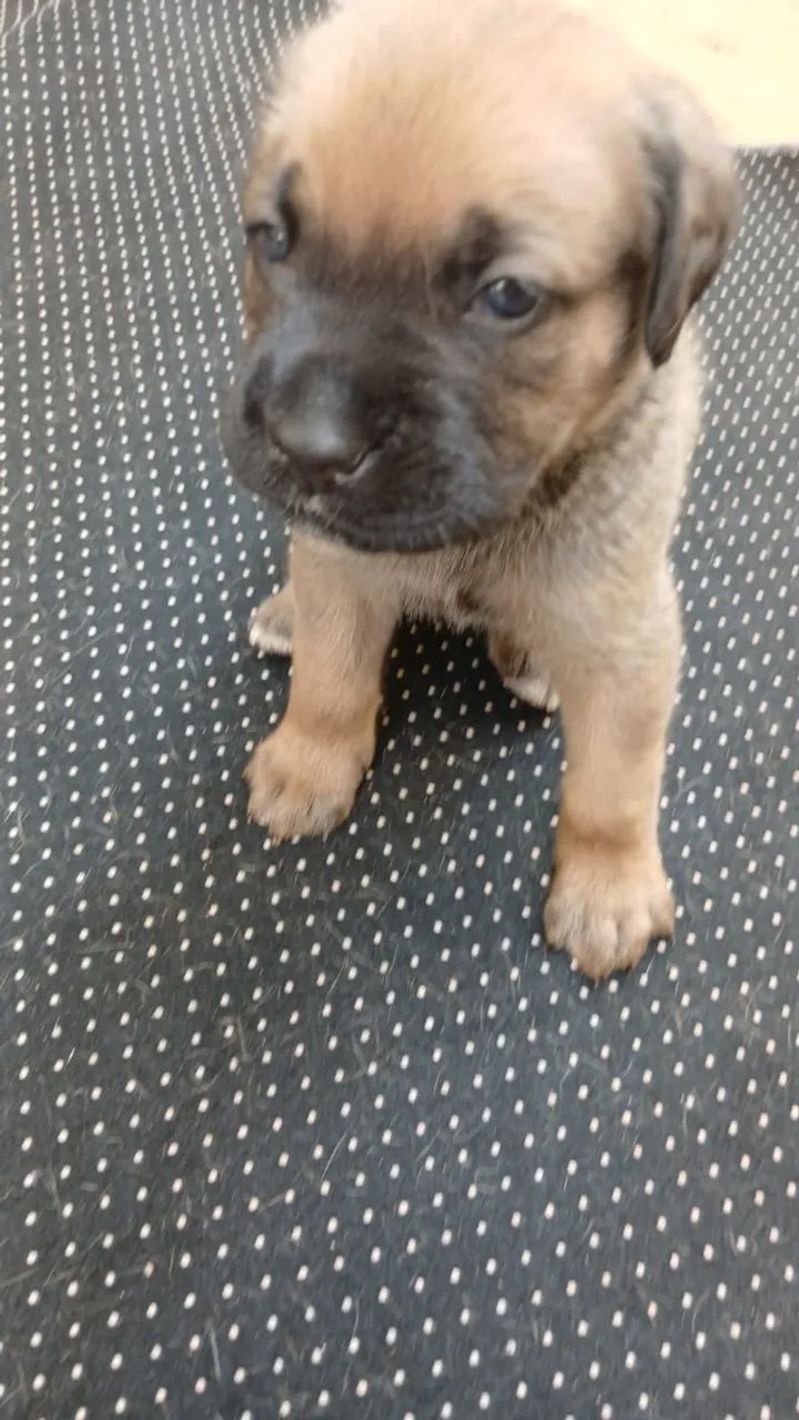 Cane Corso Pedigree SOBRACI - Foto 3