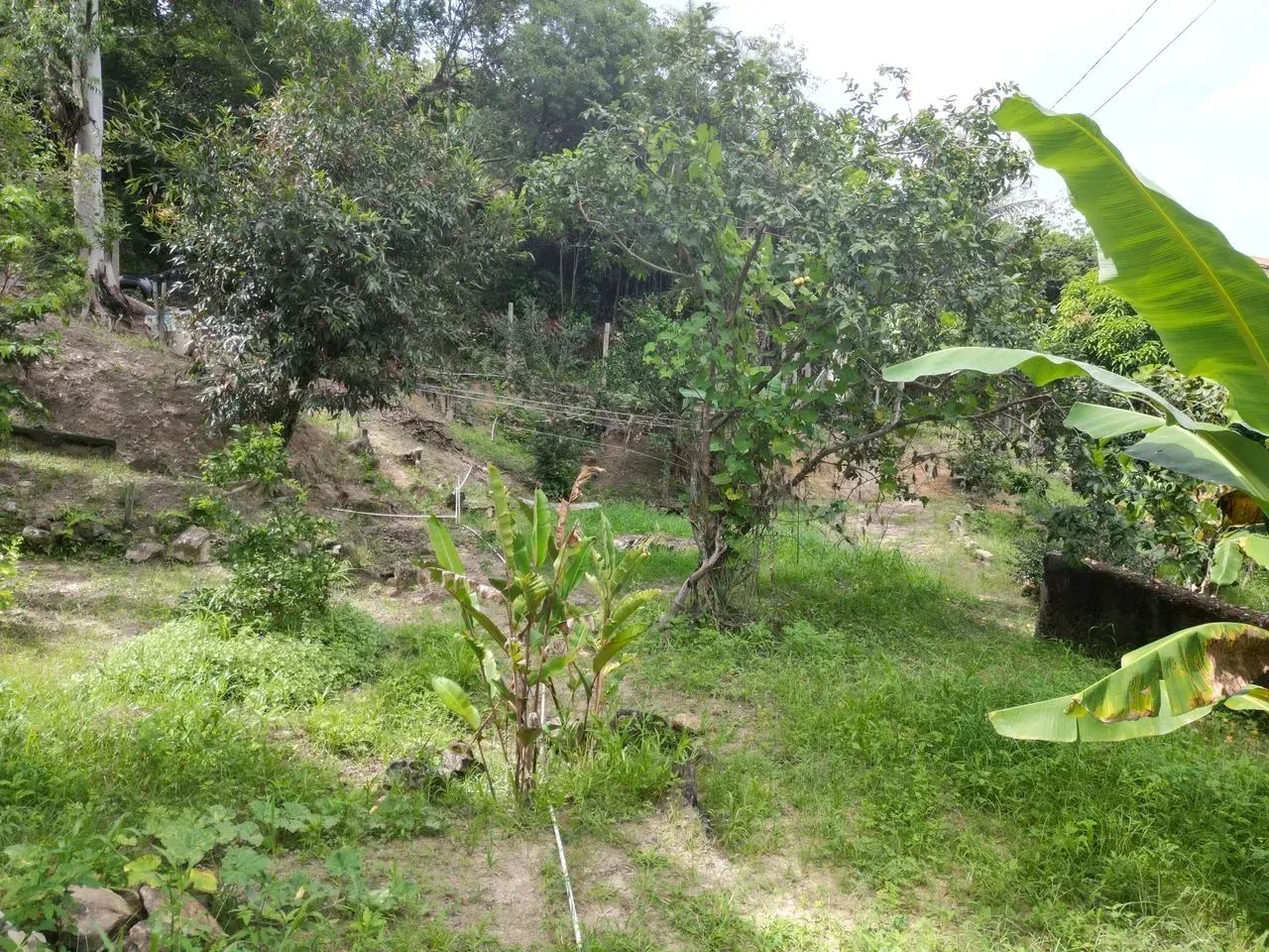 Oportunidade em Ravena: O Refúgio de Vó com Pomar Completo a 25 km de BH! - Foto 12