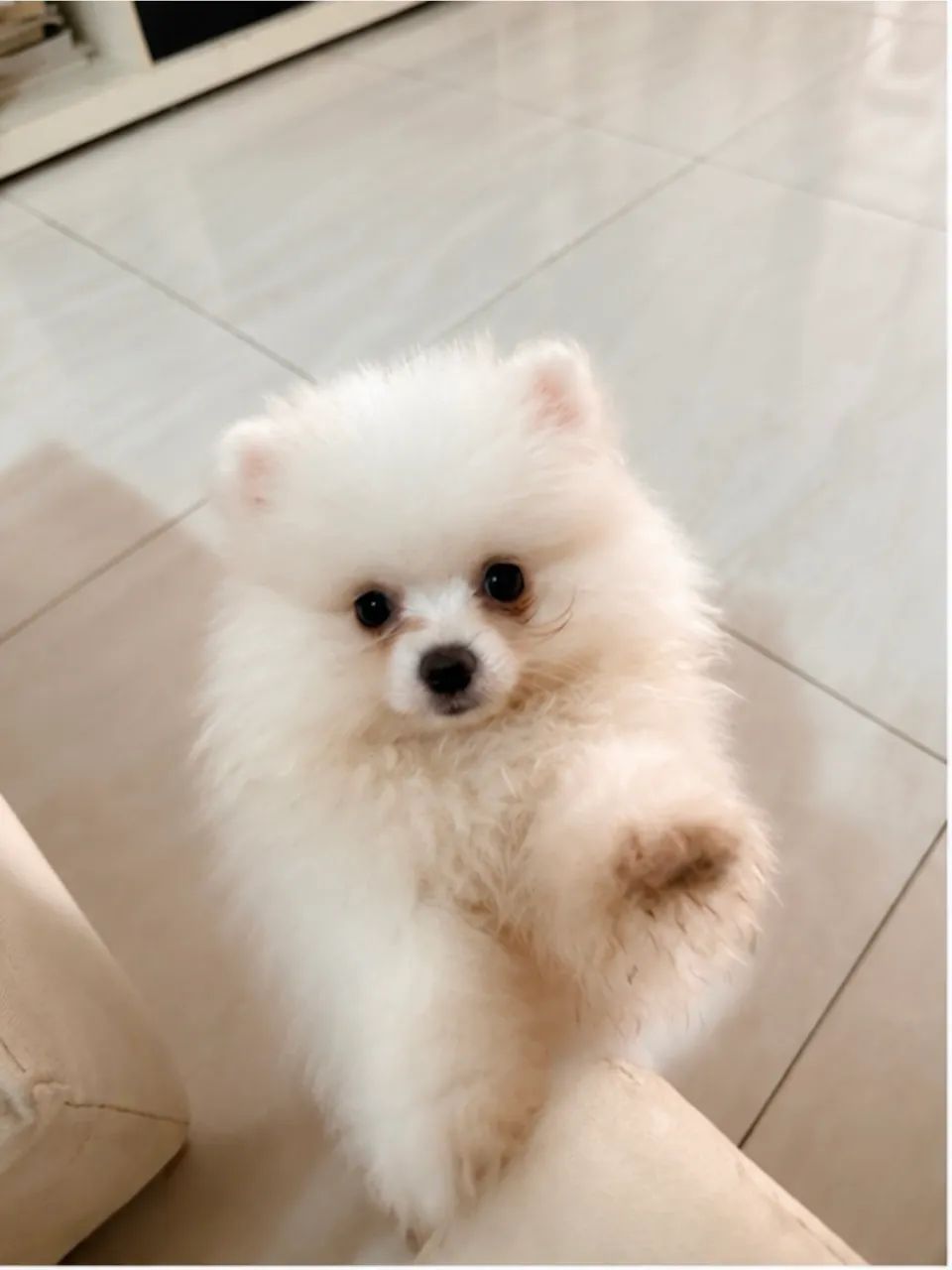 Filhote de Lulu da Pomerania  - Foto 2