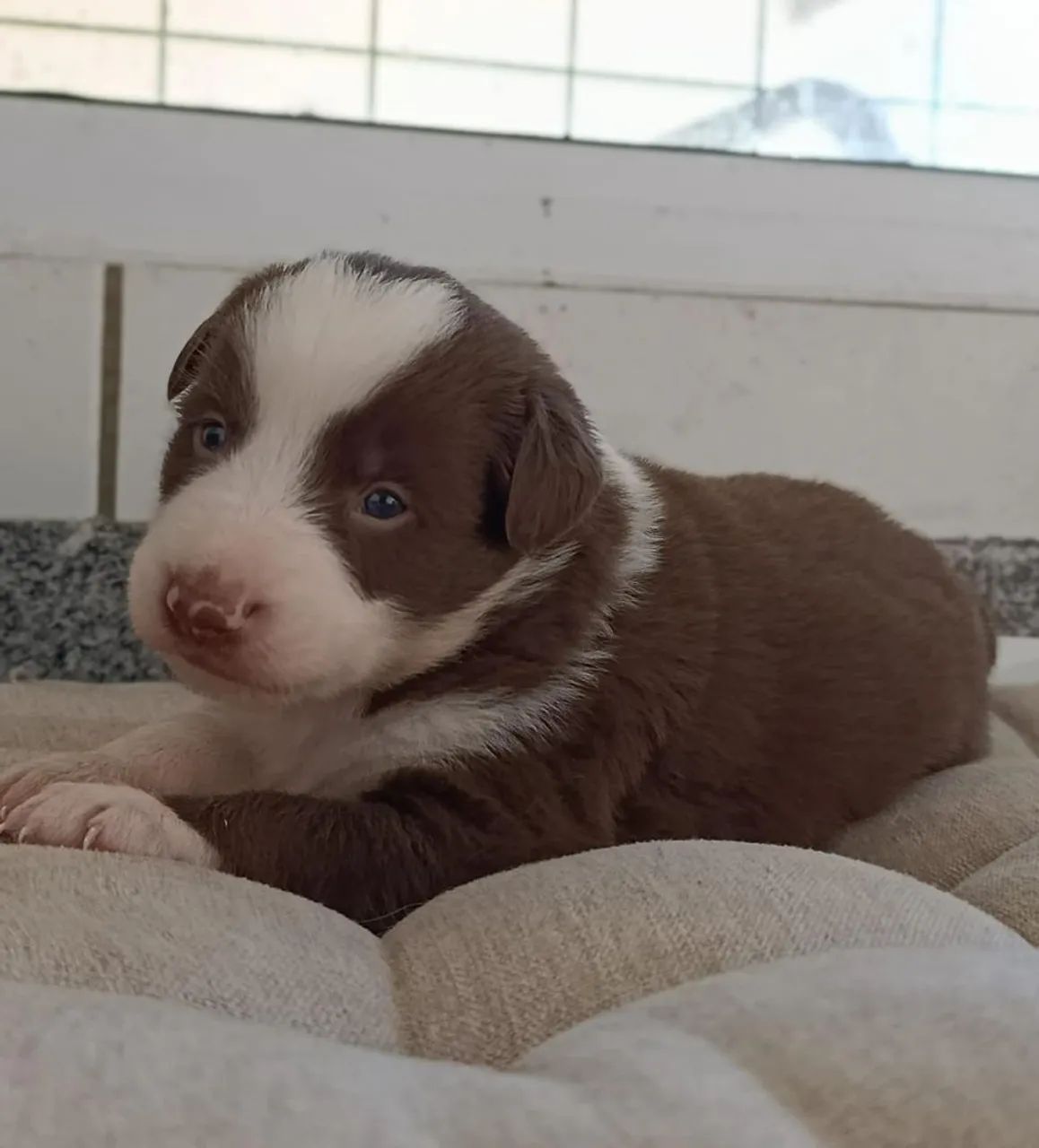 Filhotes de Border Collie  - Foto 4