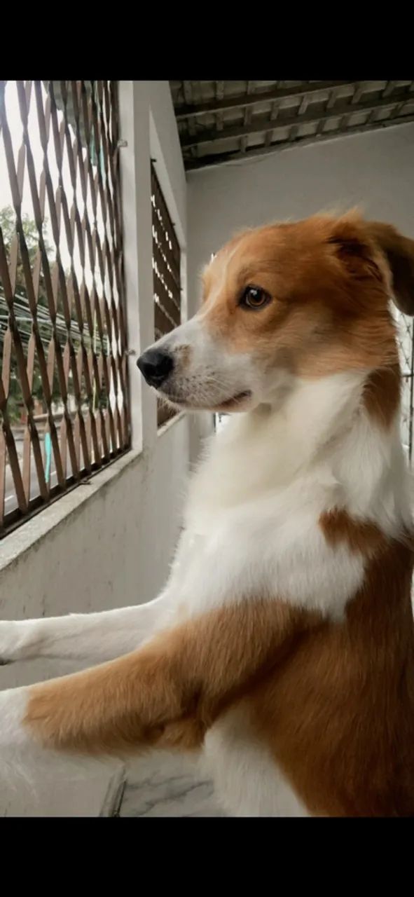 Doação  - Foto 2