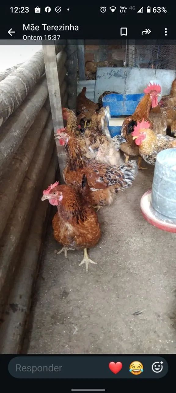 Galinhas caipira e patas - Foto 2