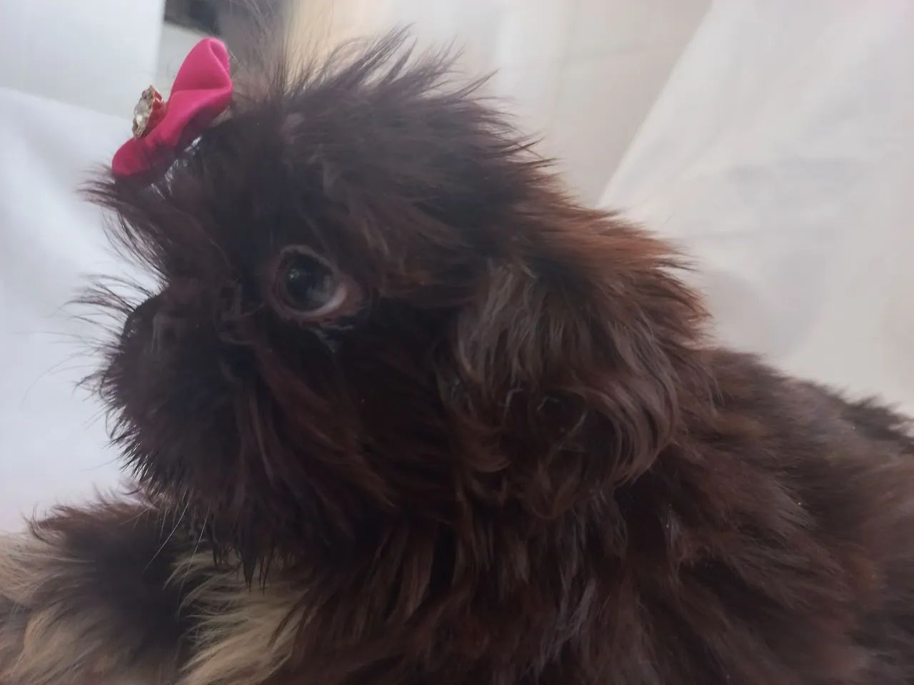 Shitzu mini - Foto 3