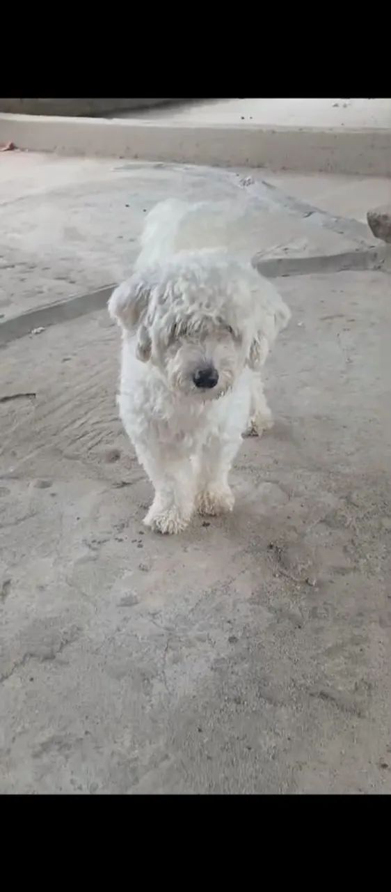 Poodle  - Foto 3