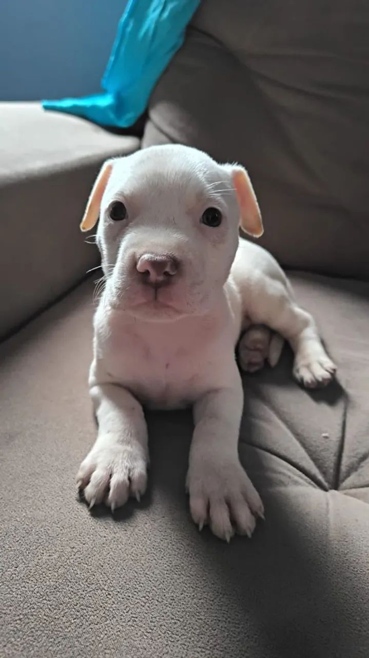 Filhotes de Pitbull 