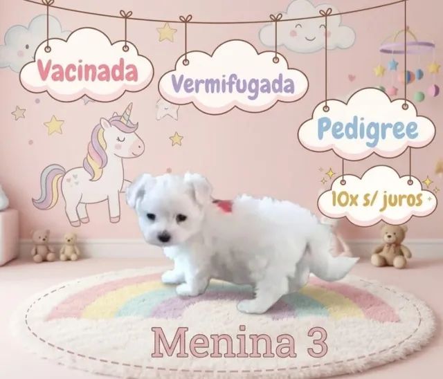 Maltês lindíssima  - Foto 4