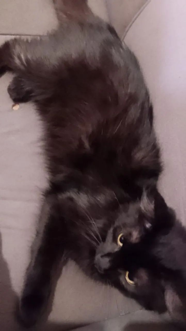 Gatinhos para adoção - Foto 5