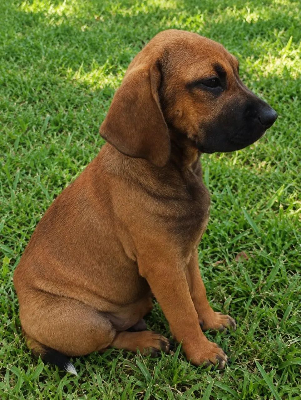 Fila brasileiro puro - Foto 5