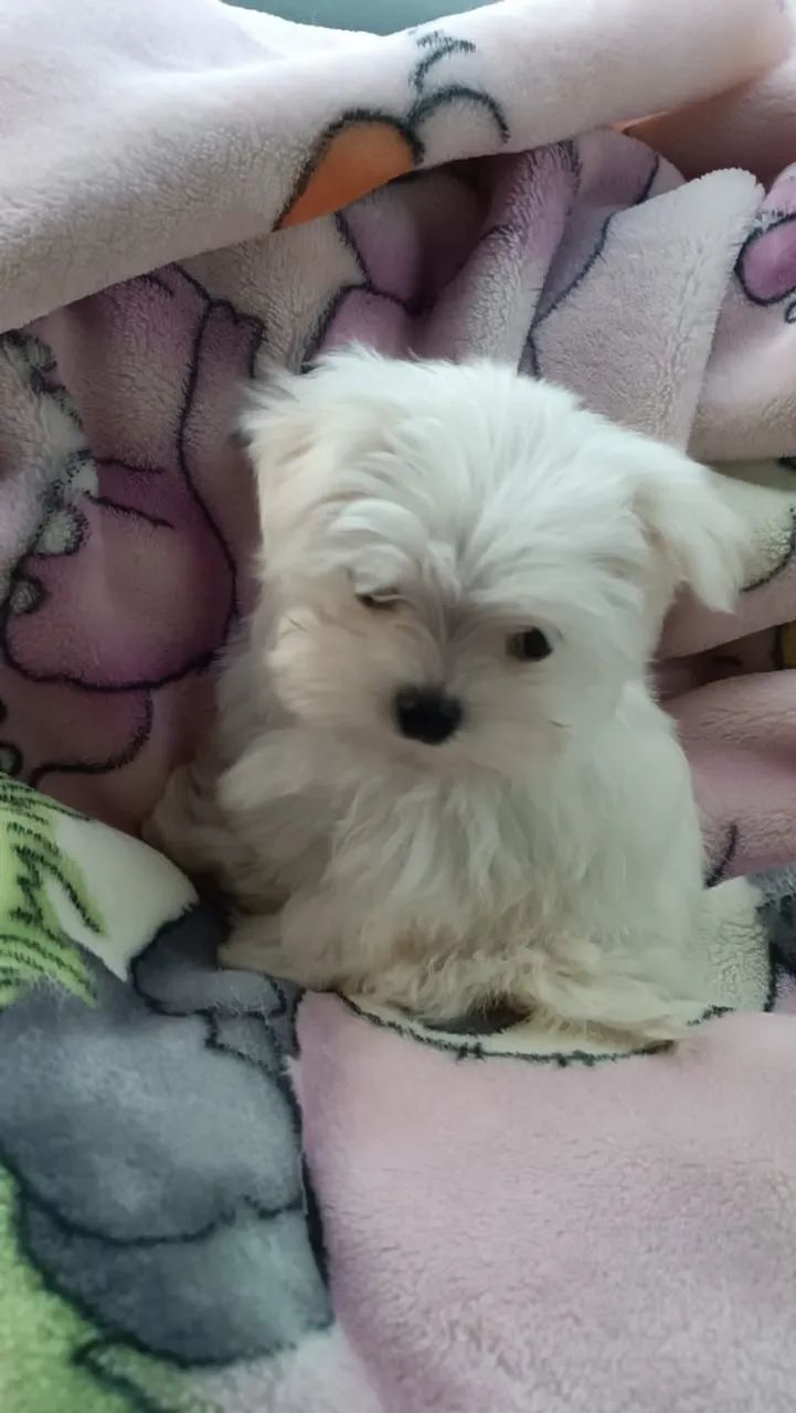 Pet para companhia  - Foto 2