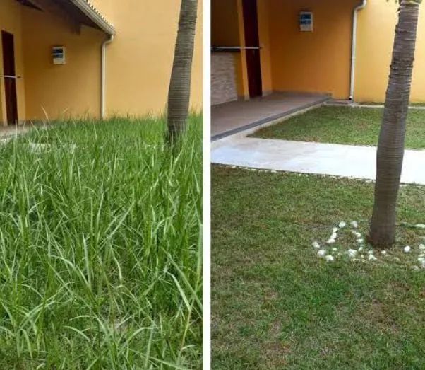 Corte de grama, roçada e limpeza de terreno  - Foto 2