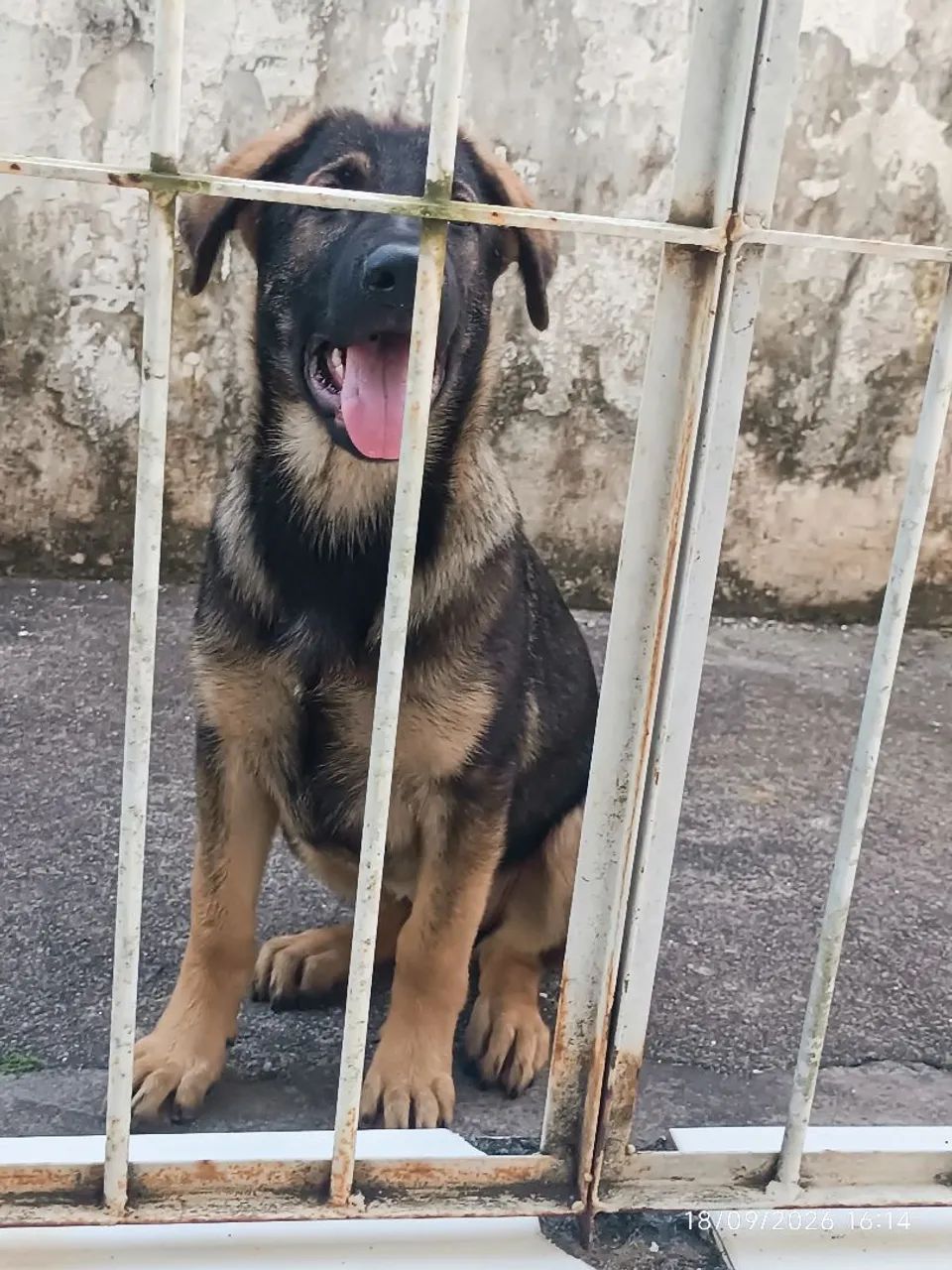 Cachorro  - Foto 4