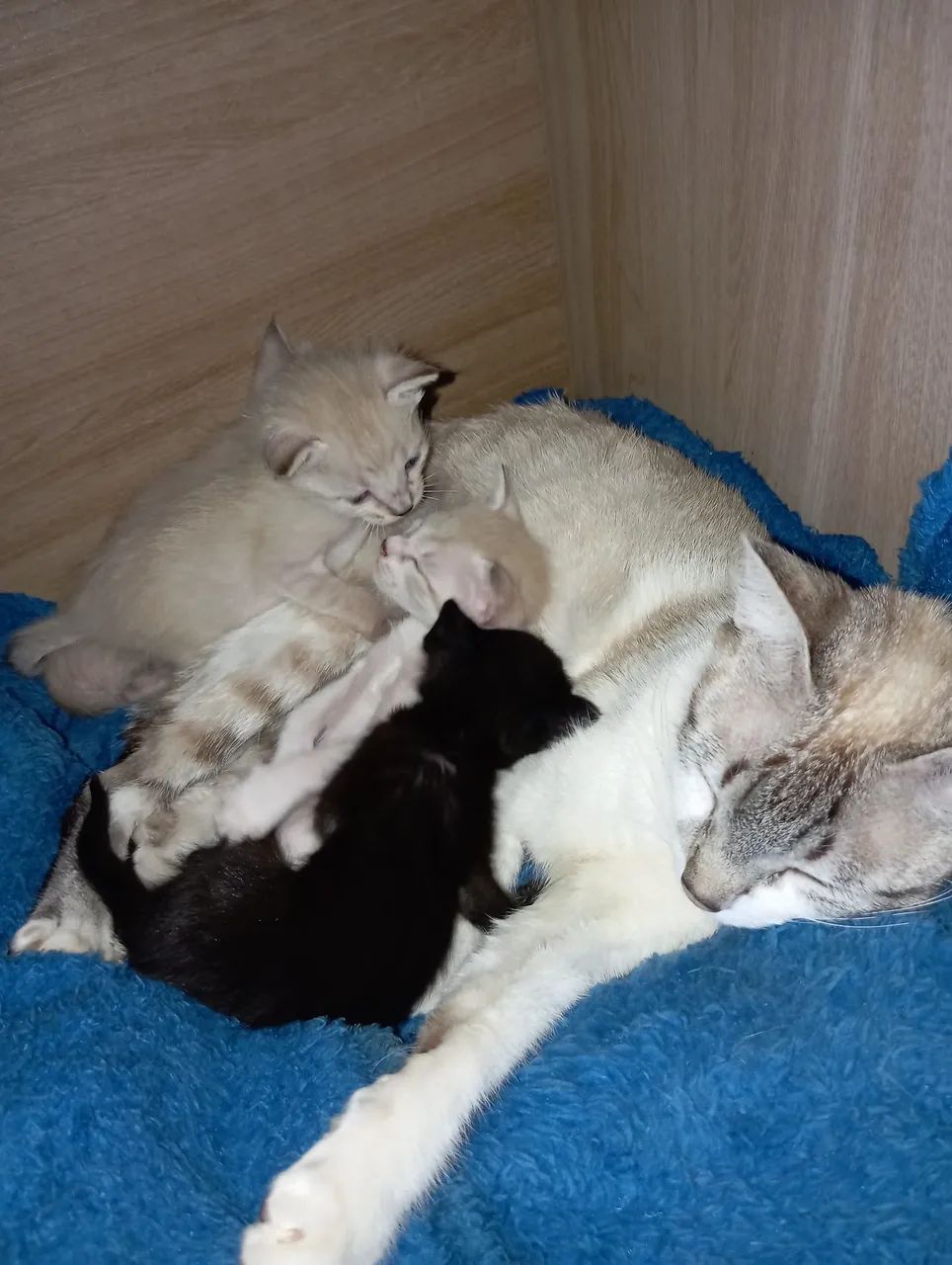 DOAÇÃO DE GATOS FILHOTE!!! 