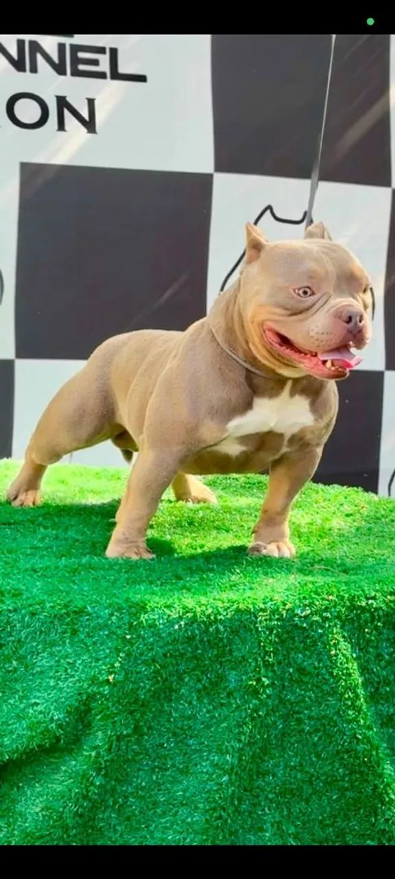 American Bully  - Foto 5