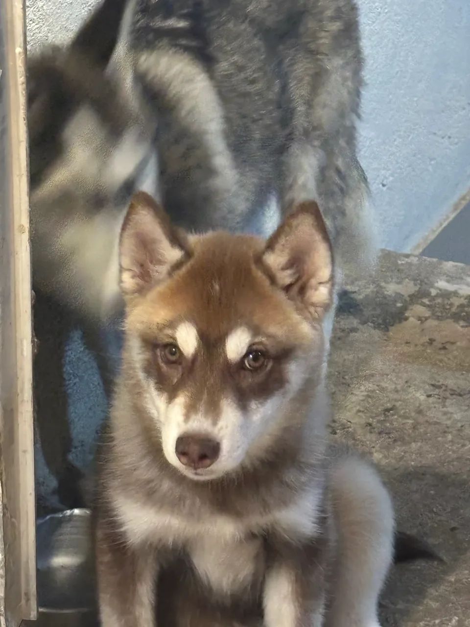 Husky - Foto 4