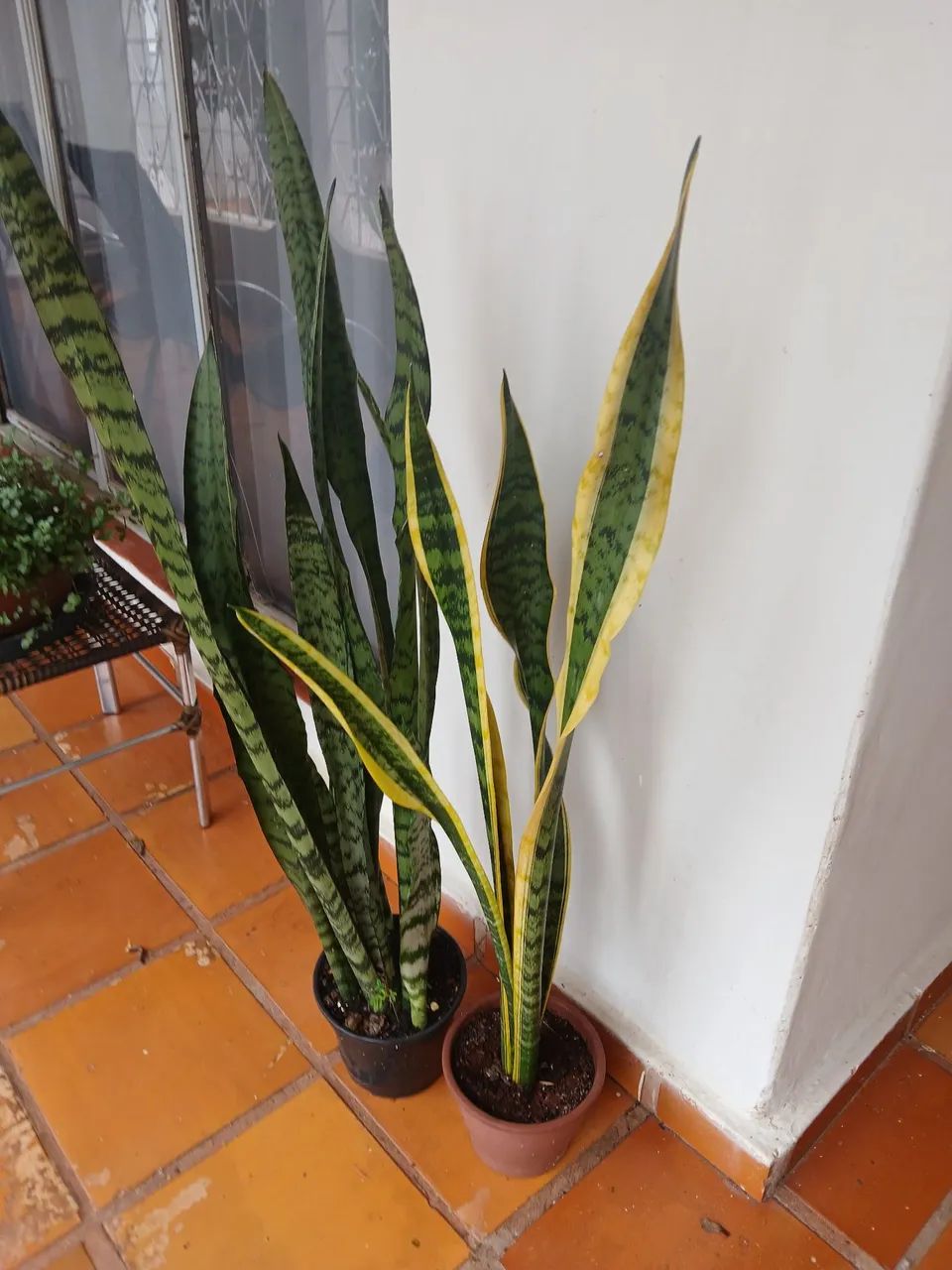 VASOS DE PLANTAS - Foto 2