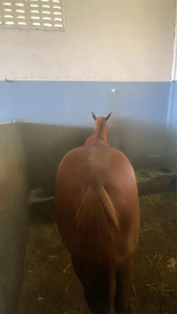 Égua QM - Foto 2
