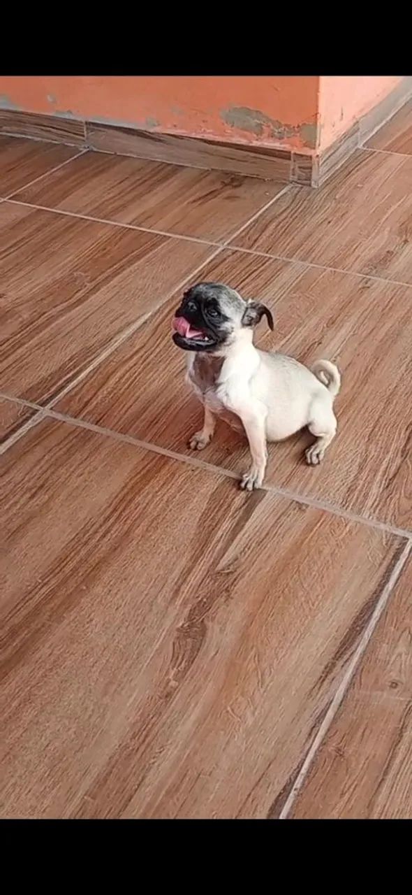 Pug femea