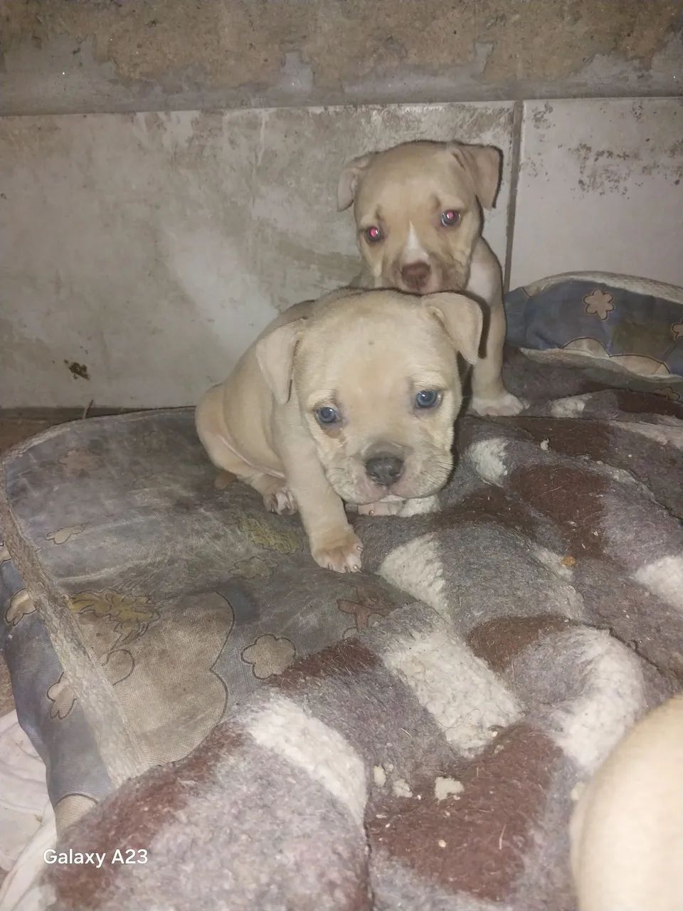 American bully