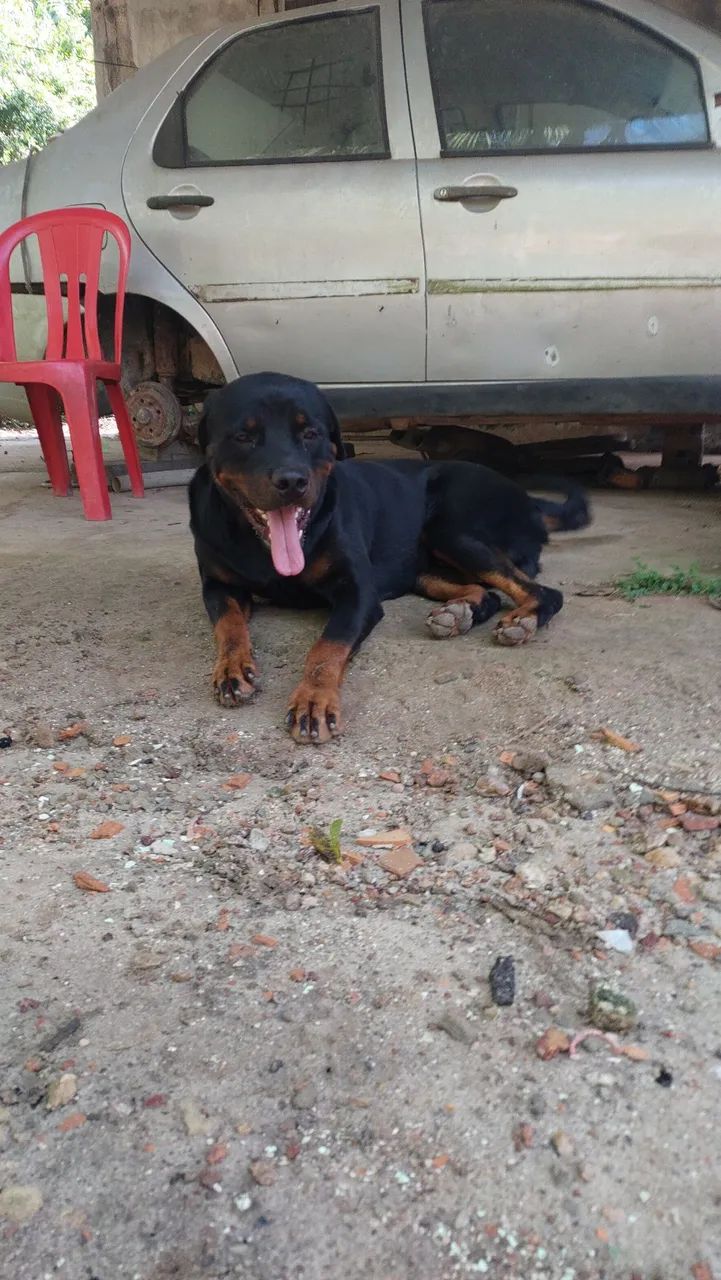 Disponível para cruzar  - Foto 3