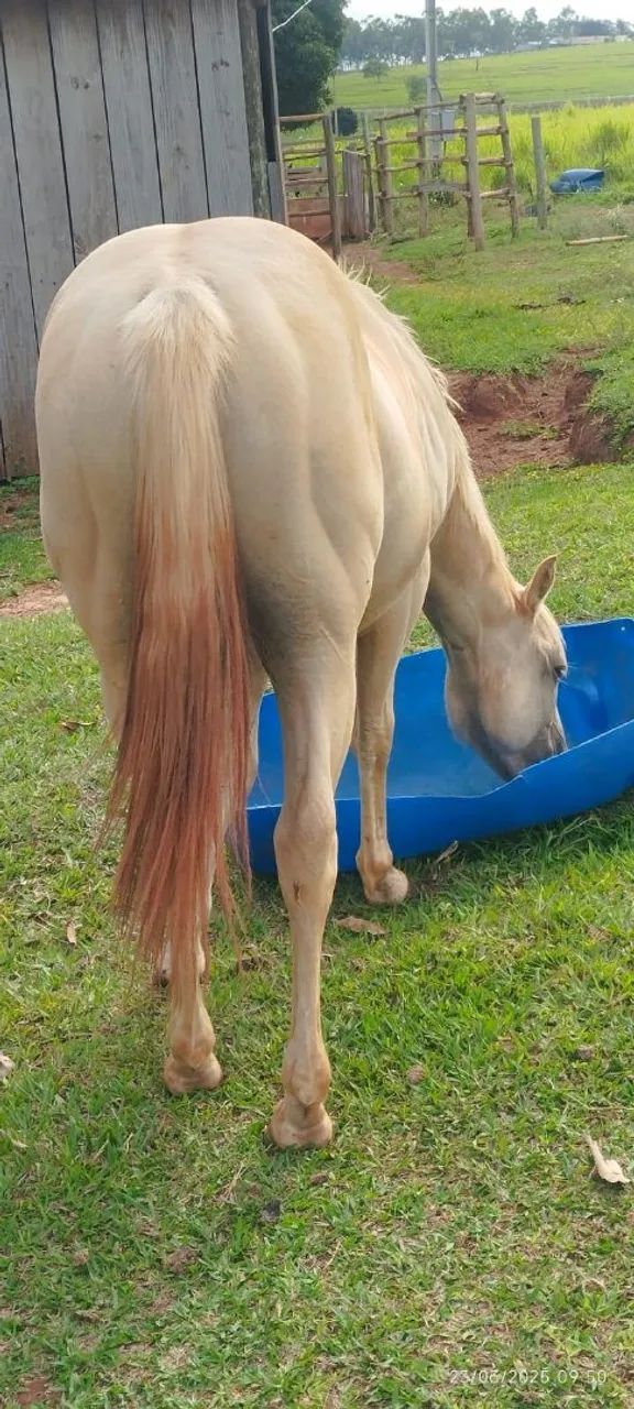 Cavalo  - Foto 3