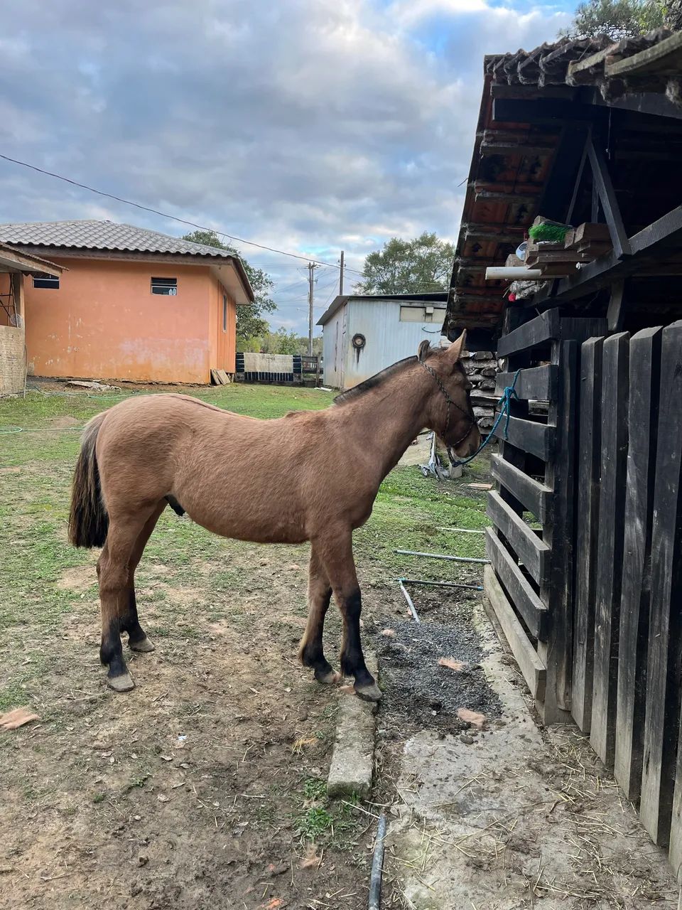 Potro gateado xucro  - Foto 4