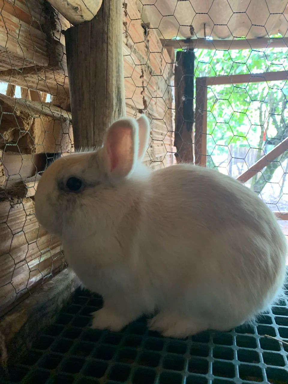Coelho Anão ( netherland dwarf ) - Foto 5