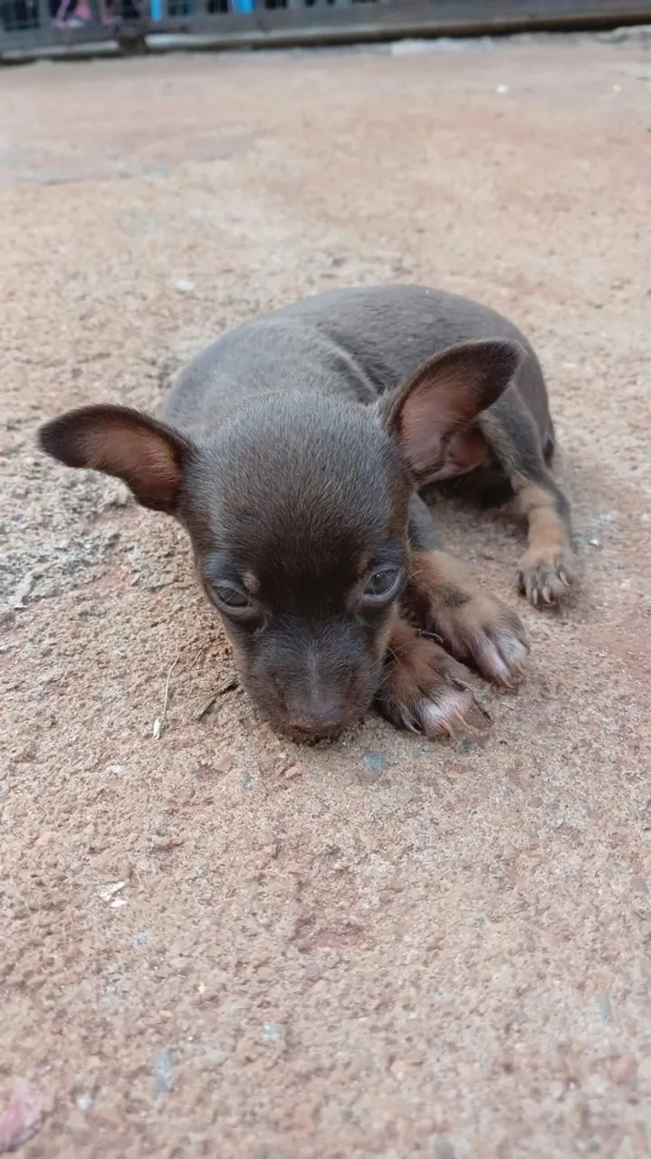 Pincher 1 - Foto 2