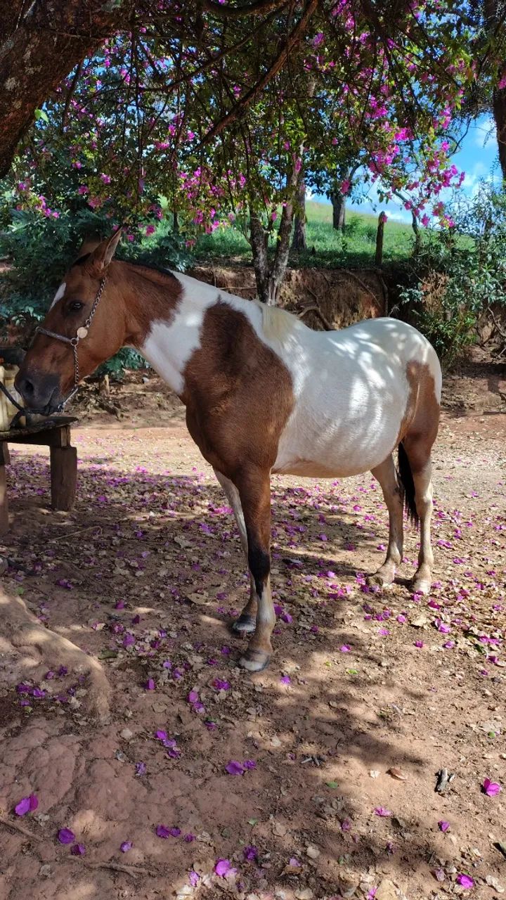 Égua  - Foto 3