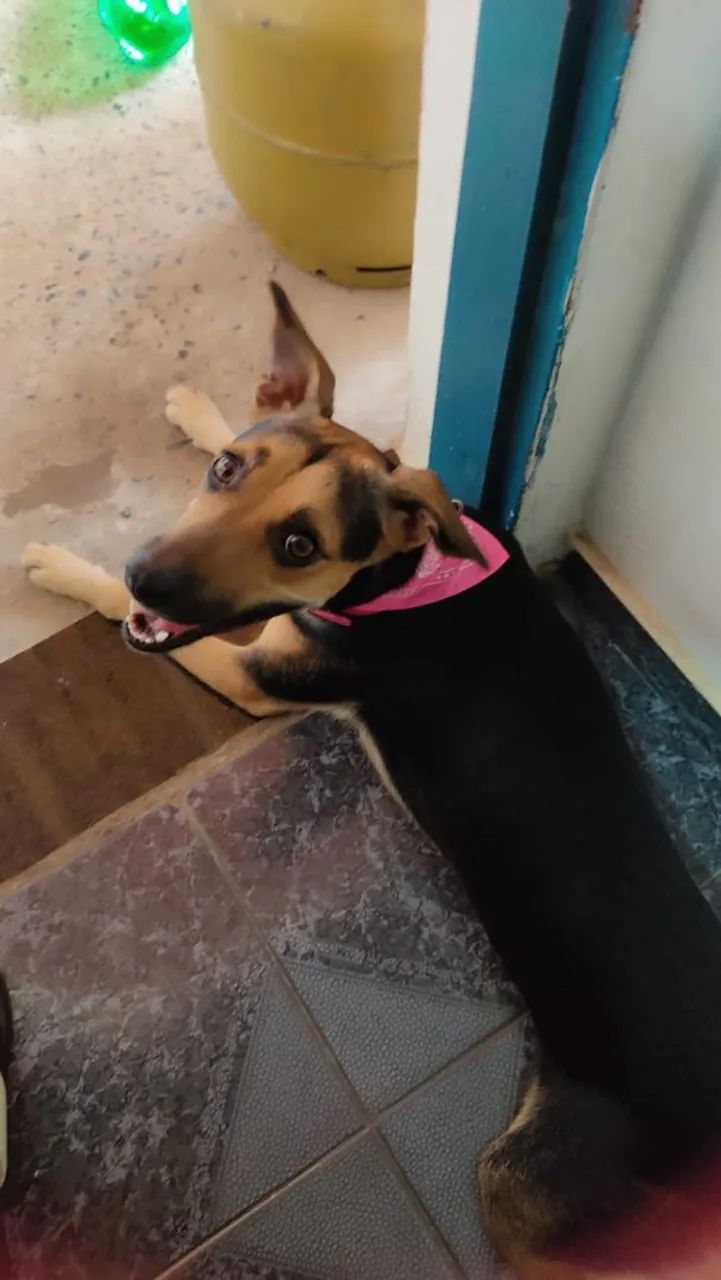 Doação de cachorro fêmea brava - Foto 2