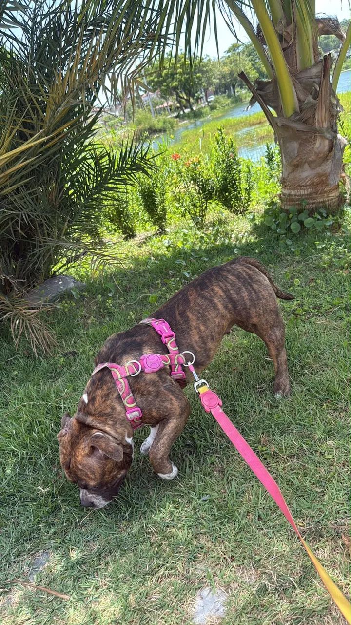 FILHOTE AMERICAN BULLY - Foto 3