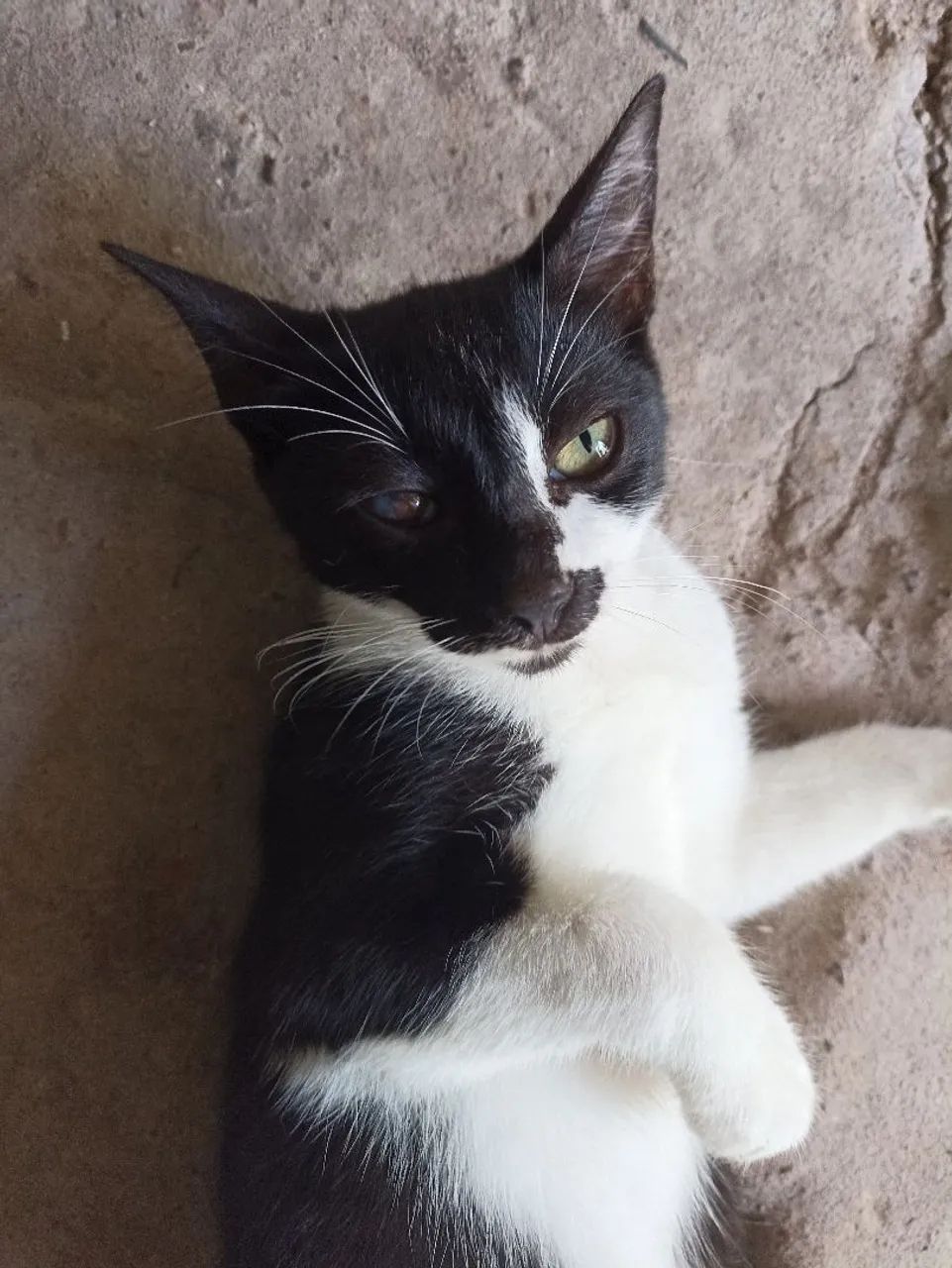 Gata pra adoção 
