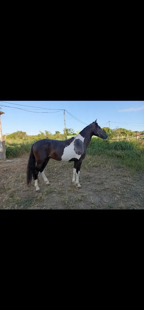 Cavalo pampa - Foto 2