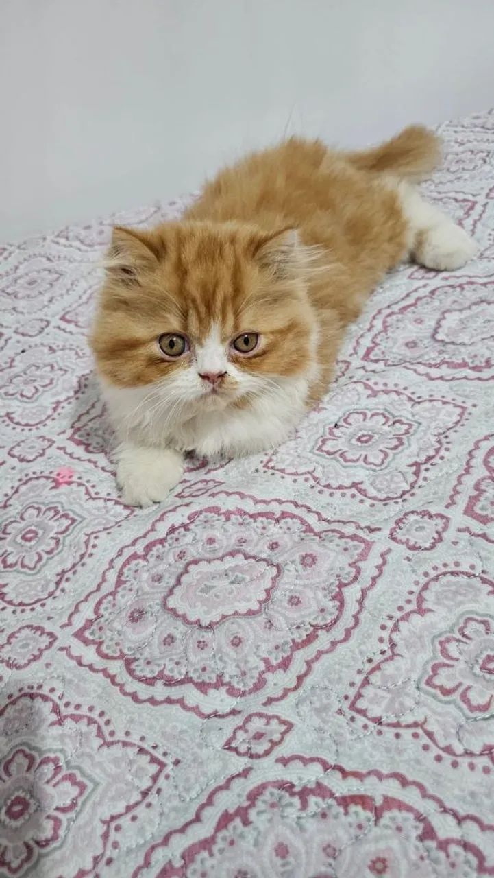 Gato Persa ( macho)