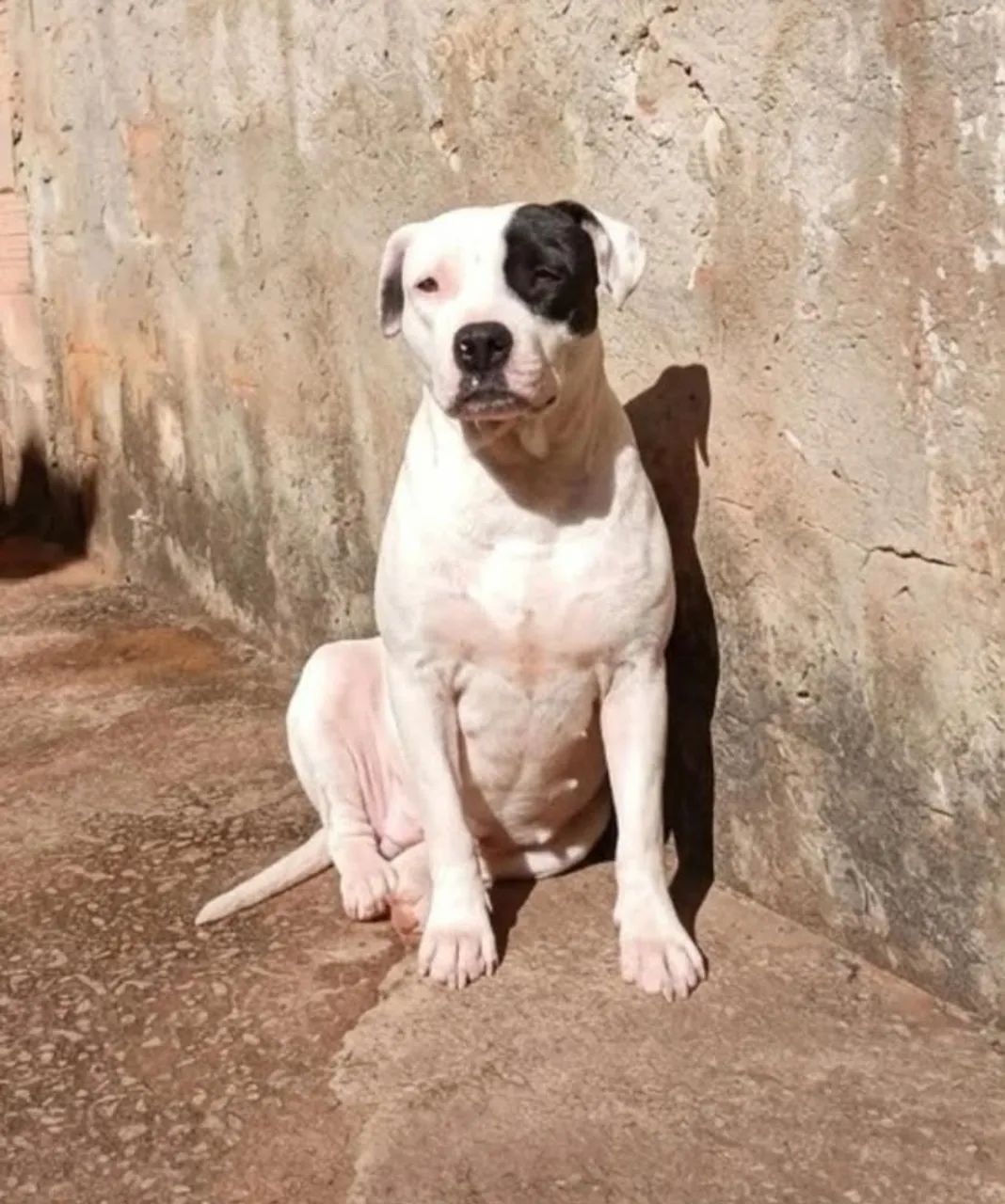 CASAL DE PITBULL PARA DOAÇÃO! - Foto 4