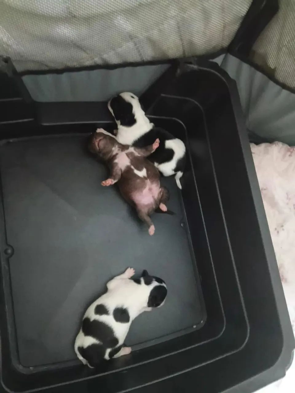 Chihuahua 