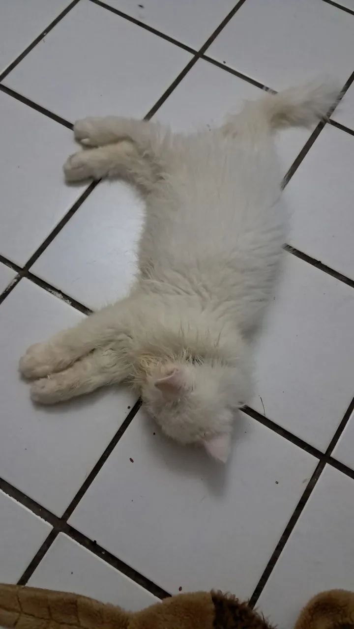 Gato persa lindo e brincalhão  - Foto 6