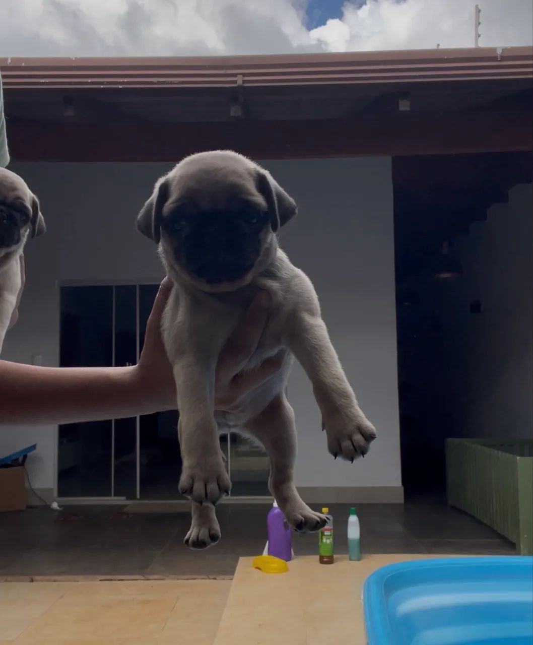 Pug  - Foto 5