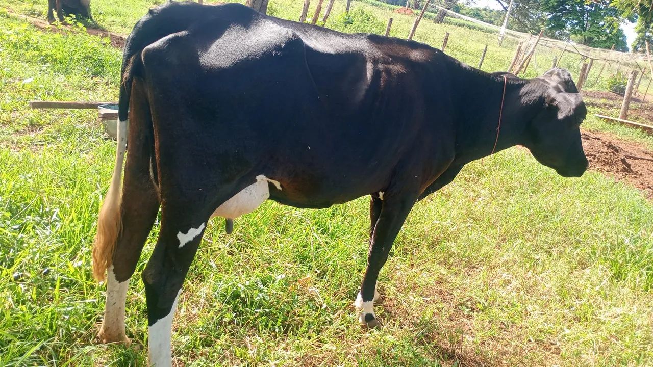 Vende se vacas de leite - Foto 5