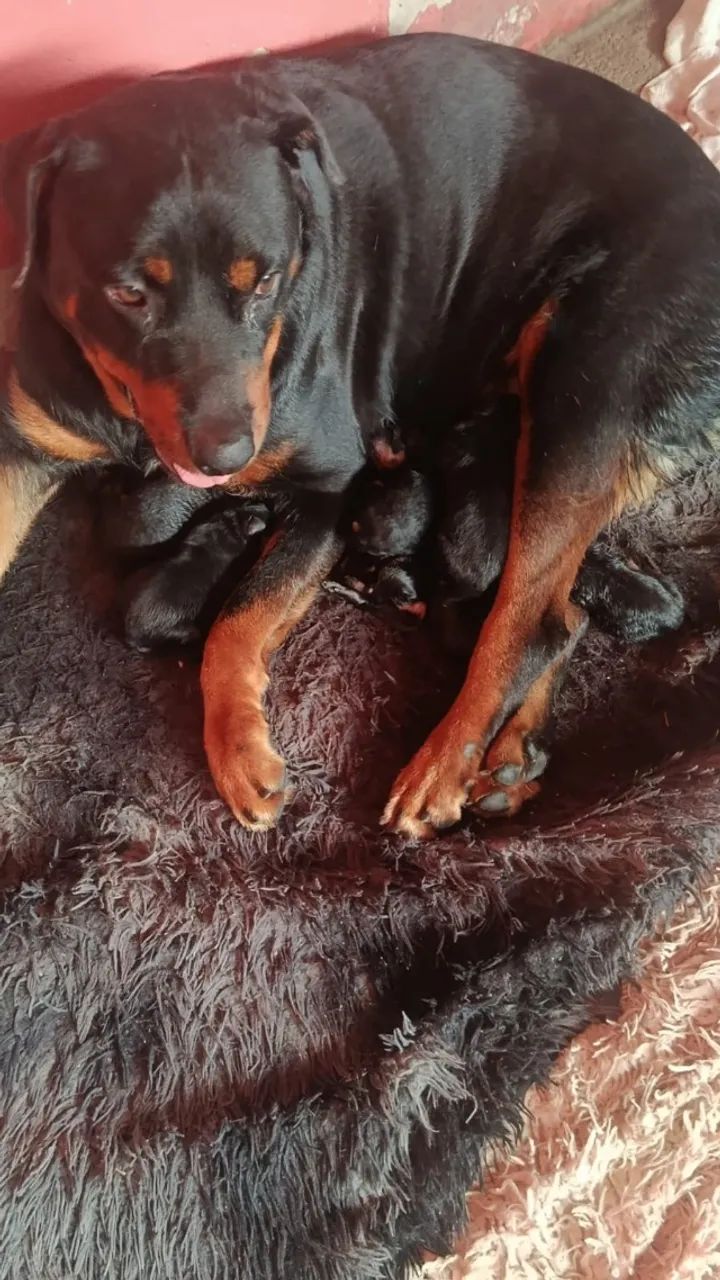 Filhote de rottweiler  - Foto 4