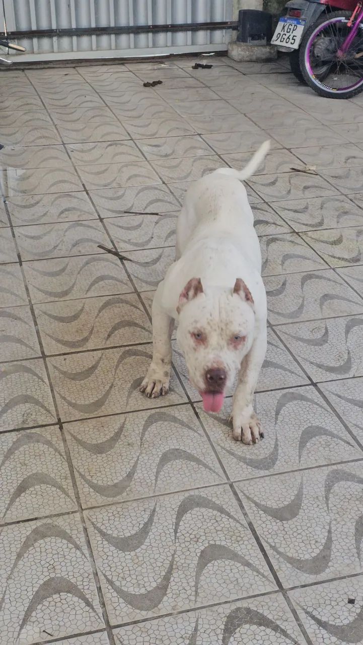 Doação de pitmonster - Foto 3