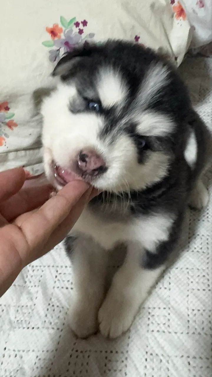 Filhote de Husky  - Foto 4
