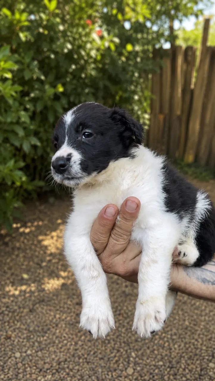 Border Collie  - Foto 2