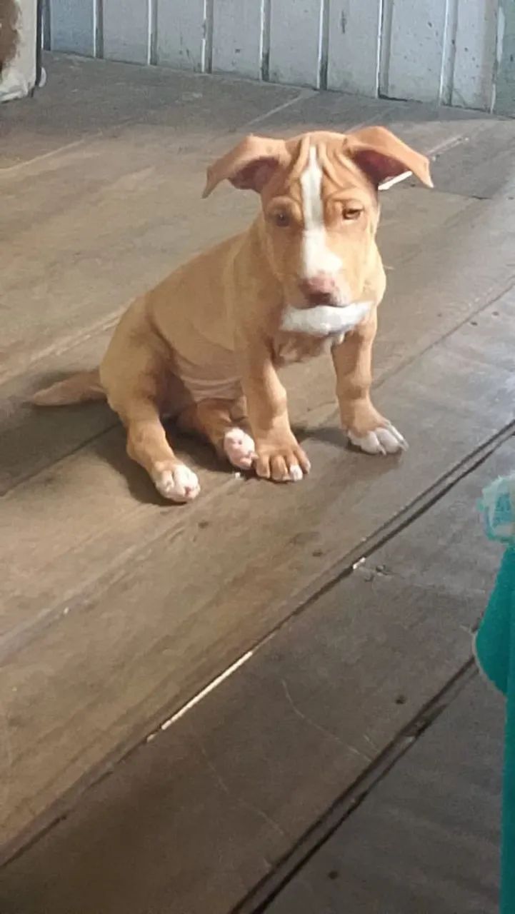Filhote de Pitbull femia 