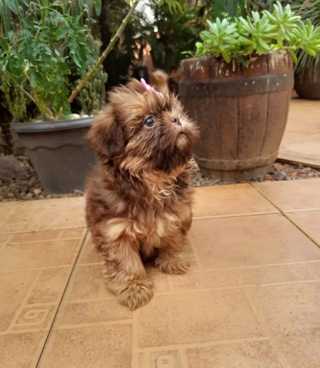 Shih tzu - Foto 3