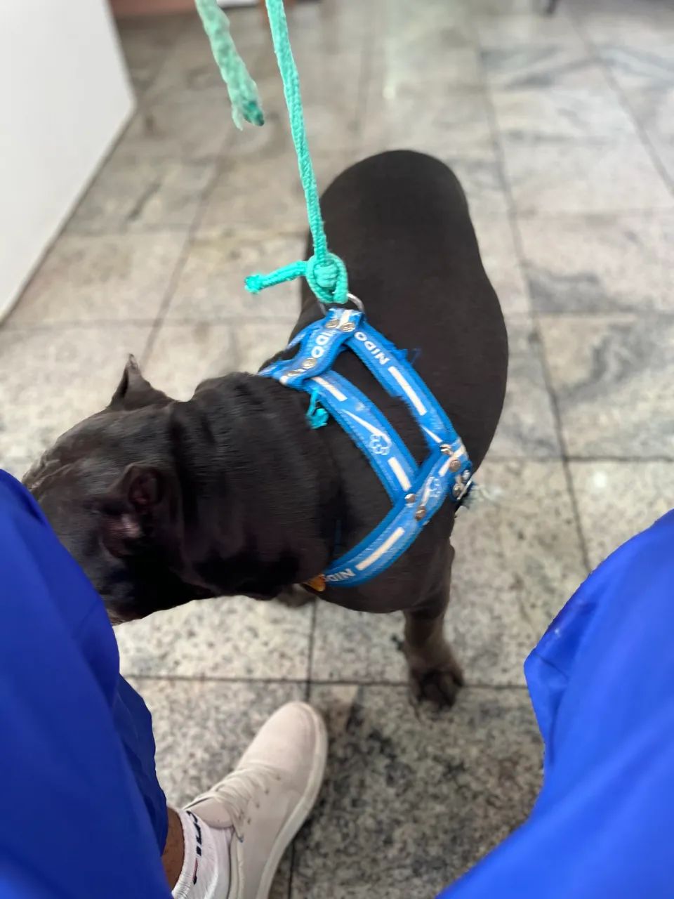 AMERICAN BULLY NÃO CASTRADO  - Foto 2