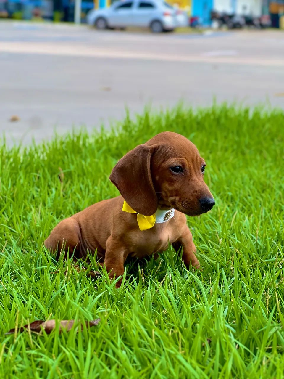 Cachorro - Foto 4