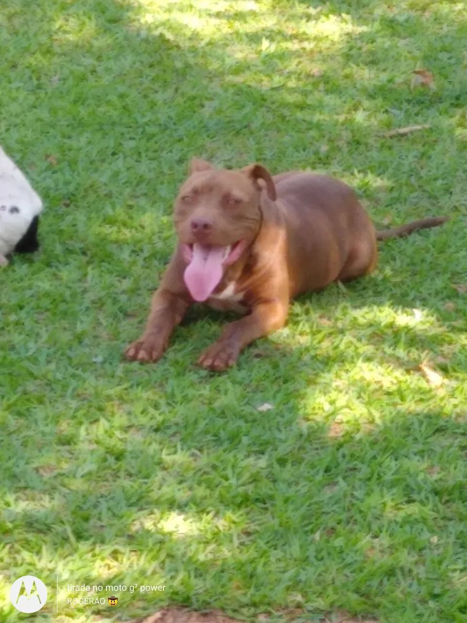 Cachorro 