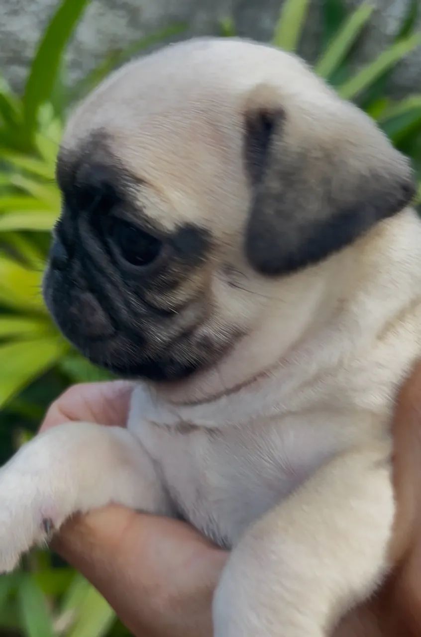 Pug fêmea  - Foto 3