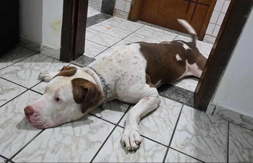 Pit Bull - Foto 2