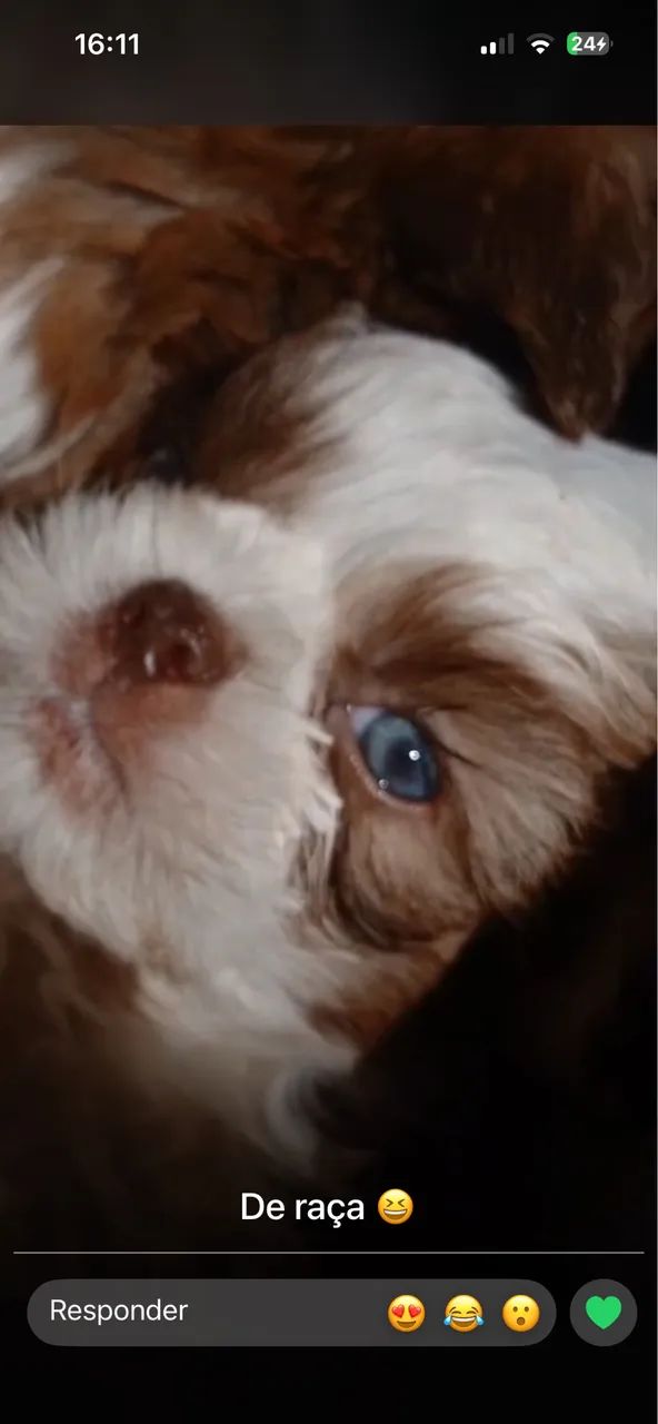 Shih-tzu macho com 50 dias